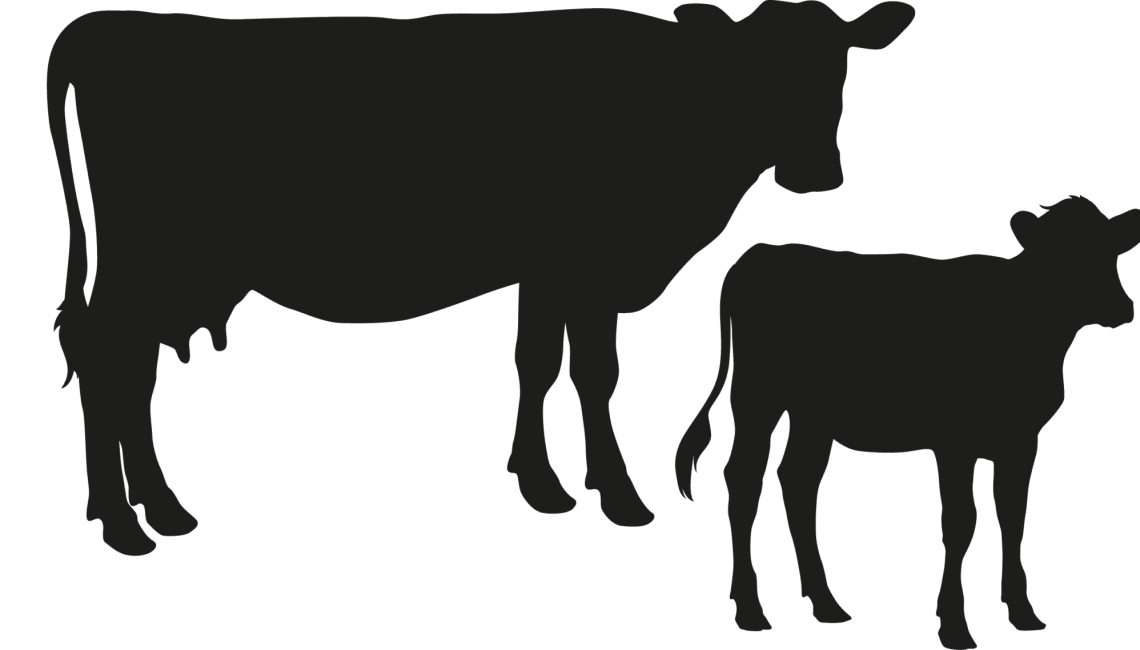 Cow - calf vector